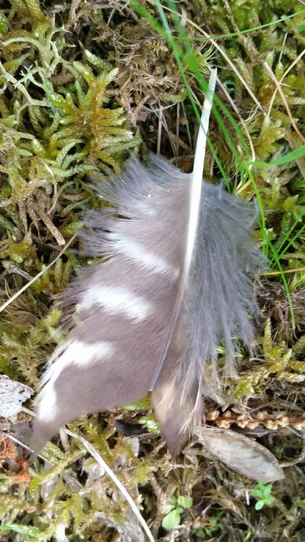 Riconoscimento piuma